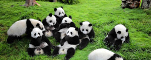 pontos-turisticos-da-china pandas