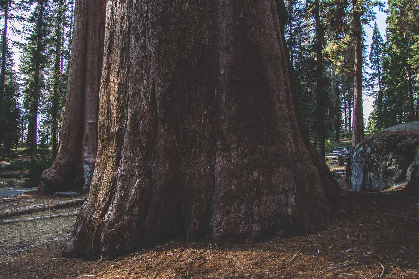 Sequoia na Califórnia